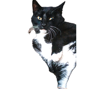 A Relaxed Black And White Cat Resting On The Ground Outdoors, Showcasing Its Playful Nature. 17991 - Cat PNG image with transparent background